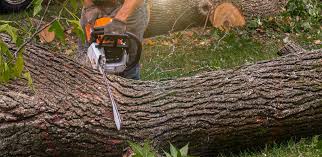 Best Commercial Tree Services  in Erie, KS